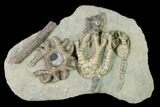 Three Species of Crinoids on One Plate - Crawfordsville, Indiana #150445-2